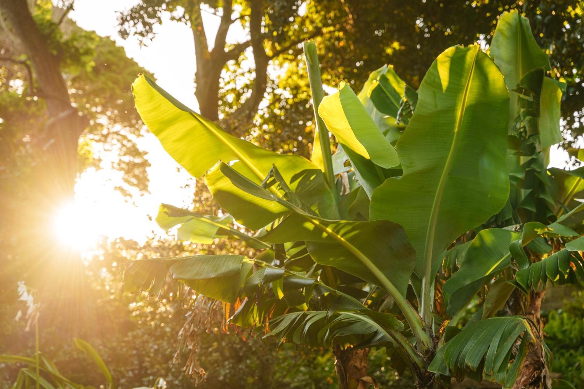 Solar Dos Cantos Botanic House & Garden ปอนตาเดลกาดา ภายนอก รูปภาพ
